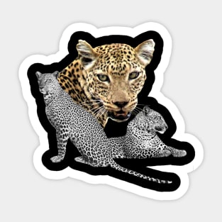 Leopard in Africa Sticker